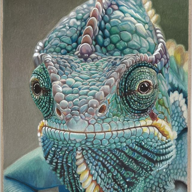 chameleon in kleurpotlood